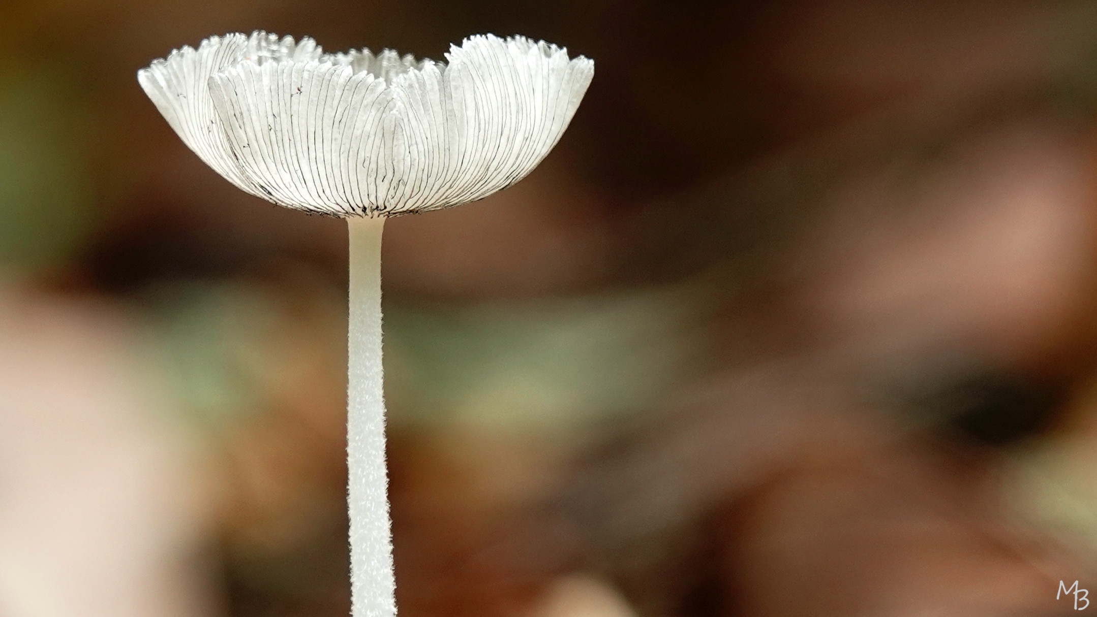 Marian Buurman - hazenpootje - 